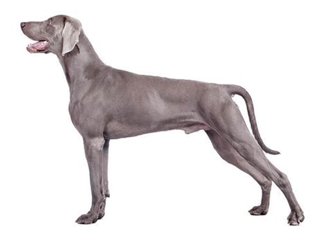 winemar dog|Weimaraner (Short/smooth coat) Dog Breed Information .